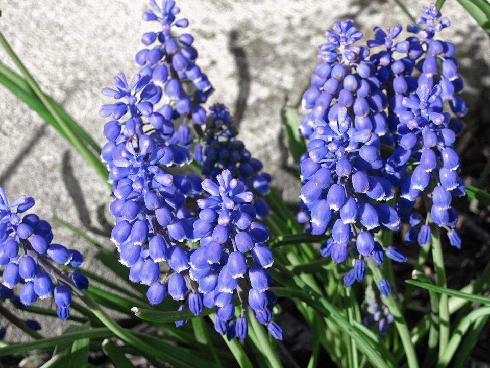 Гиацинт: как вернуть красоту цветка после цветения