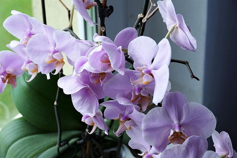 Как вырастить орхидеи из цветоноса: два простых способа