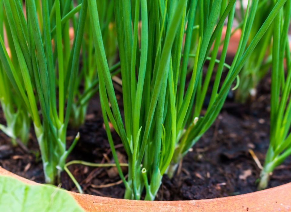 Как вырастить ароматный зеленый лук на подоконнике даже зимой