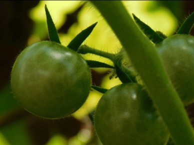 ����������� ������ ���������: ��� ������ � ������� �������� ��������� �����