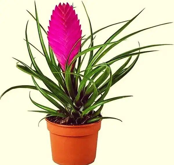 ����������: ������������ �������, ��������� ������� �����