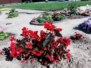 Бегония Биг: яркий акцент в цветнике