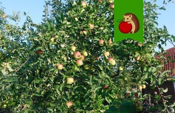 ��� �������� ����� �������� ����� ����� � ������ ������: ������� ��������� �����������