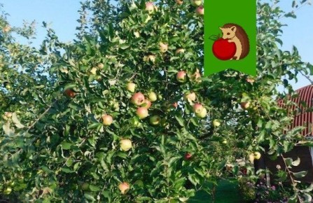 Как прививка может вдохнуть новую жизнь в старые яблони: секреты успешного садоводства