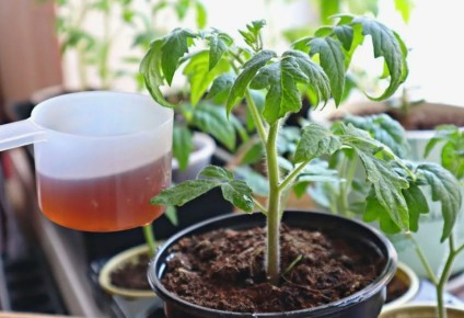 Как вернуть жизненную силу рассаде: советы садоводов