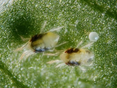 Как остановить паутинного клеща: секреты успешной защиты растений