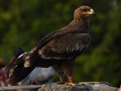 Орёл из Калмыкии обнаружен в Индии!