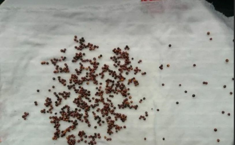 ��� ����������� ���� ��������: ������� ���������� ��������� ����� ����� ��������