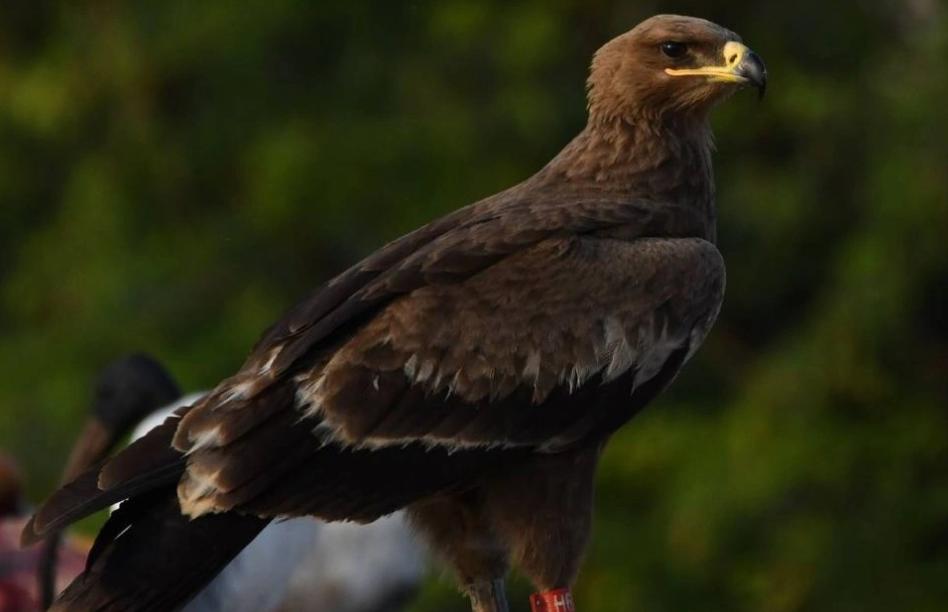 1 Степной орел из Калмыкии обнаружен в Индии