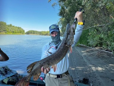 Крокодилы в Оби? Нет, это просто щуки!