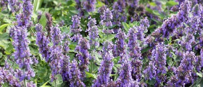 �������� ���� ��������� ������� � ������� ����� ����� ��������