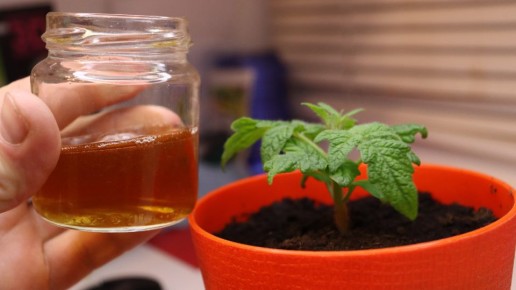 Как вернуть к жизни вялую рассаду: советы по подкормке