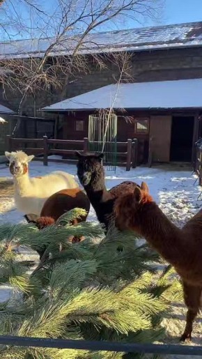 ����� ����� ��� �������� �� ������