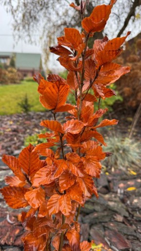 ������� �����: ������������� ��� ��������� ���� � ������� ������ ������ ����