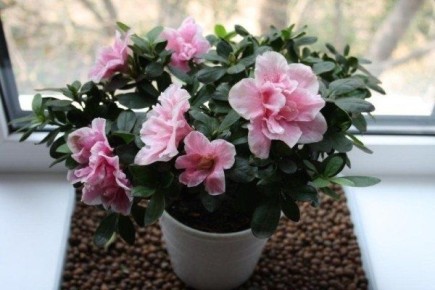 ���������������� ������ ����� �� ��������