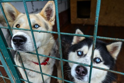 ����������� �������� ��� ��������� ���������: ����� ���� �� �������