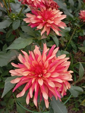 ��������, �������� �� �������: ��������� ����� � ����������