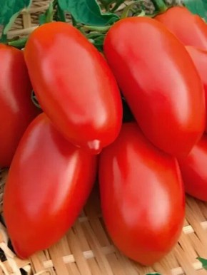 ����� ����������: ��������� ����� ��� ��������� ������ �� ����� �������