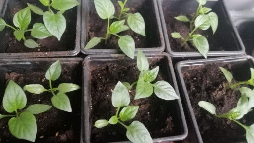 ��� ������������� ��������� �������� ������� ����� ������ ������� � ������