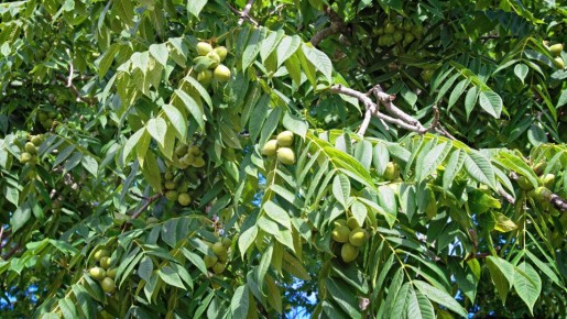 ������������ ����: ������� ����������� � ������ ��� ��������