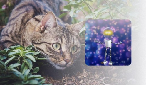 ����������� ������� �������� ����� �� ������ ����