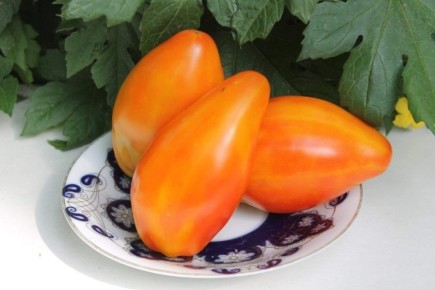 ��������� ����� ��� ��������: ���� ������ ����������� ������������ ����� ���������