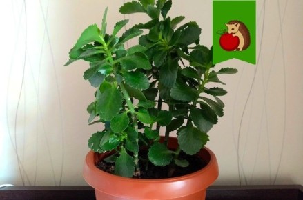 ��� ������� �������� ������� ������ ����: ������ �� �����