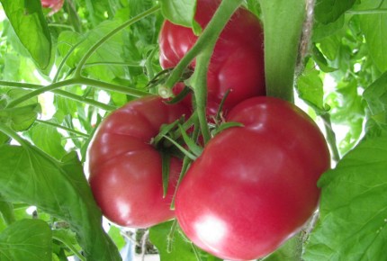 ������������ �������: ��� ������ ������� �� ����� � ����������