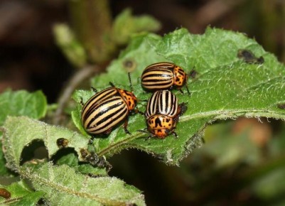 Как справиться с колорадскими жуками после цветения картофеля: полезные советы