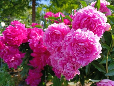 ����������� ������� ��������� ������: ��� ������� ����������� ��������