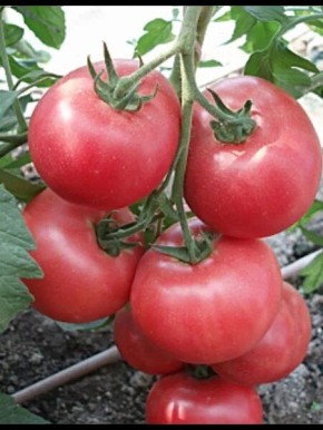 ����� ������� �������: ��� ��������� �������� ��� �������