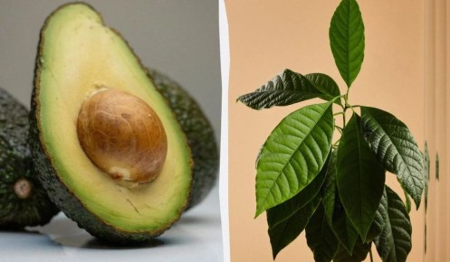 ��� ������� ��������� ������� ����: ������ �������� ��������