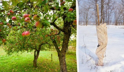 ��� ������ ������ �� ����: ������ ��� �������� ������