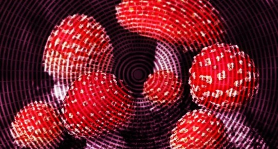 В лесу грибы опасны, но не обязательно смертельно: как безопасно различать съедобное и несъедобное