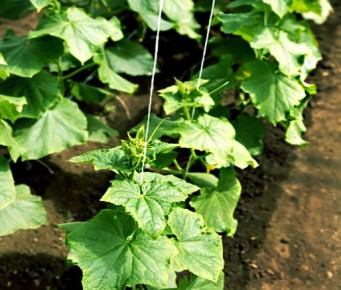 Как хлор в почве влияет на рассады и комнатные растения