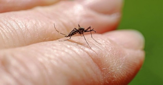 Как удержать комаров от дачного отдыха и сохранить спокойствие летними вечерами