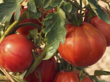 ��� ���� � ���� �������� ���������� ��������� � �������� �����