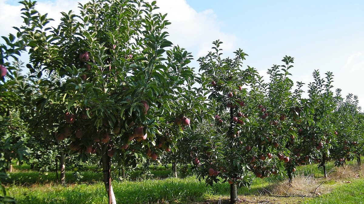 Садовые вары: секреты успешного ухода за деревьями