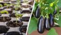 Когда сеять баклажаны на рассаду: лучшие даты в феврале