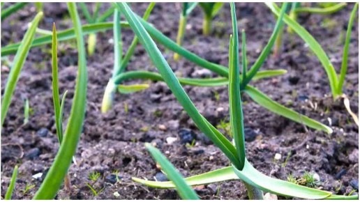 ������ ��������� ������� ��� ������� �������: ������ ������ � ������������