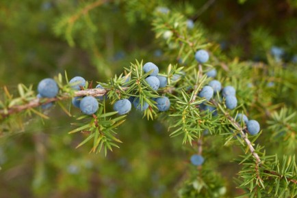 ����� �������������: ��������� ������� �������� � ������������ ������ �� ����������