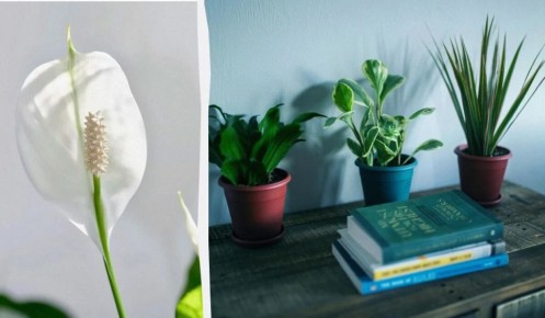 �������� ���������, ��� �������� �������� ������������ �����