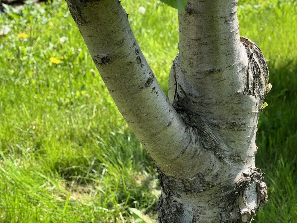 ������ ����� �������� ���������� ���� �� ��������