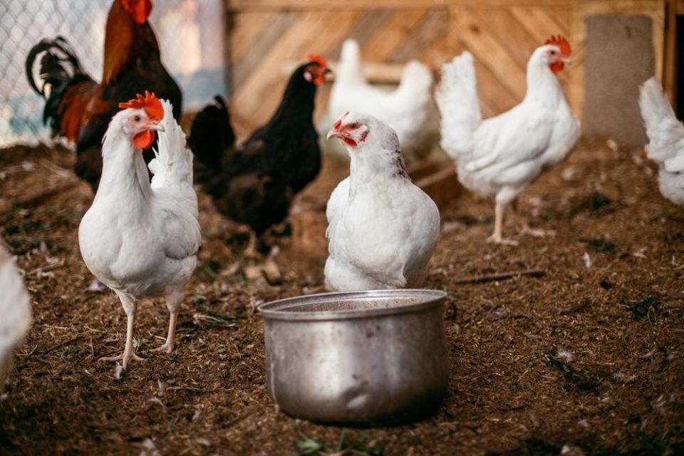 ����������� ������ ������ � ������� � ������� � ���������