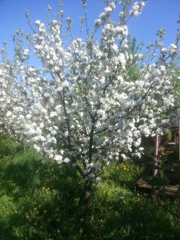 Как защитить сад от весенних заморозков: задержка цветения плодовых и ягодных растений