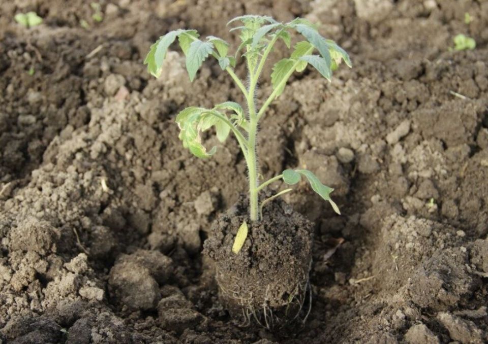 Как правильно посадить рассаду в открытый грунт: ваши шаги к успеху