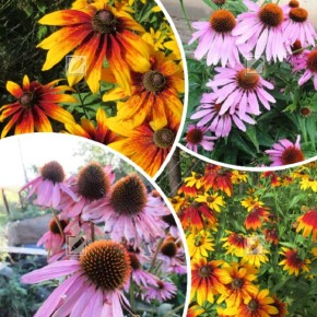 ��� ��������� ������������ �������� � ��������: ������� ������� ��������