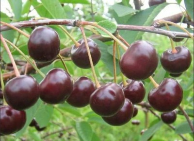 ������ ����� ������ ��������������: �������� � ������ ����� ��� ����