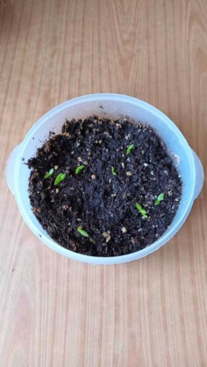 ������������ ����������� �� �����������: ��� ��������� ��������, �������� � ����