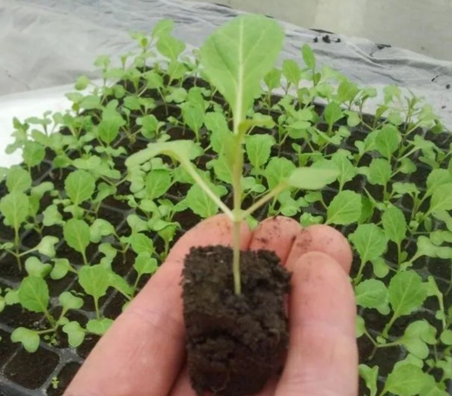 ��� ������ ��������� ������� �� ������������: ������ � ������������